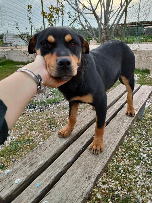 Saetta, Splendida Cucciola Simil Rottweiler 